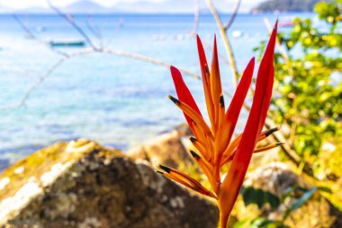 Tropik cennet kuşu çiçek açar. Çiçekler kırmızı ve sarıdır. Mavi sahil kıyısı bitkileri Ilha Grande Büyük Adası Angra dos Reis Rio de Janeiro Brezilya 'dadır..