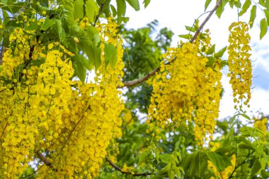 Foz do Iguacu State of Parana Brazil 'de tropikal sarı çiçekleri olan Altın Duş ağacı..