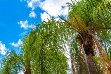 Foz do Iguacu State of Parana Brezilya 'da Mavi Bulutlu Gökyüzü Arkaplanı olan Tropikal Palmiye Ağaçları Palmiyesi.