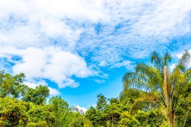 Tropikal orman palmiyeleri ağaçlar bulutların tepesinde ve mavi gökyüzü Başkan Figueiredo Brezilya 'da.