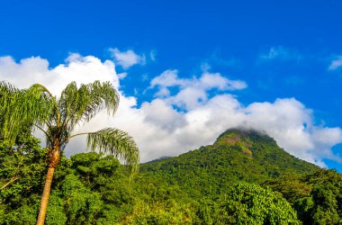 Tropik dağ tepesi Pico do Papagaio orman yağmur ormanları ağaçlarının tepeleri palmiye ağaçları bulutları ve mavi gökyüzü Ilha Grande Büyük Adası Angra dos Reis Rio de Janeiro Brezilya.