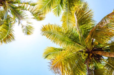 Tropikal Palmiye Ağaçları Mavi Bulutlu Gökyüzü Arkaplanı Ilha Büyük Adası Angra dos Reis Rio de Janeiro Brezilya.