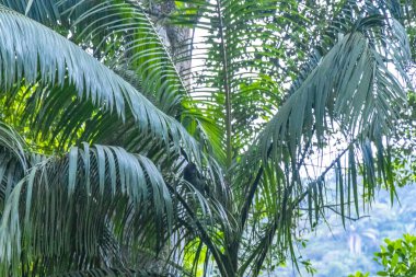 Tropikal Palmiye Ağaçları Mavi Bulutlu Gökyüzü Arkaplanı Ilha Büyük Adası Angra dos Reis Rio de Janeiro Brezilya.