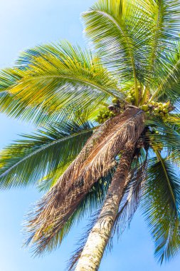 Tropikal Palmiye Ağaçları Mavi Bulutlu Gökyüzü Arkaplanı Ilha Büyük Adası Angra dos Reis Rio de Janeiro Brezilya.