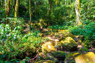 Walking path trail hiking in the tropical jungle nature rainforest in the mountains on Ilha Grande Big Island Angra dos Reis State of Rio de Janeiro Brazil.