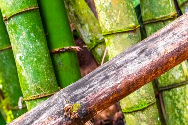 Ilha Grande Büyük Adası Angra dos Reis Eyaleti Rio de Janeiro Brezilya 'daki dağlarda tropikal orman yağmur ormanlarında yosunlu eski bambu dalları.