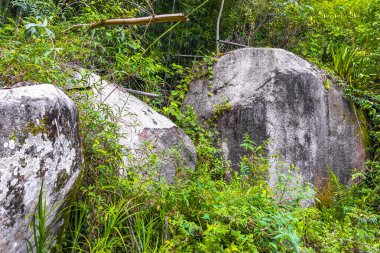 Tropical jungle nature rainforest trail with huge rocks boulders in the mountains on Ilha Grande Big Island Angra dos Reis State of Rio de Janeiro Brazil.