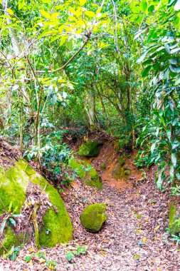 Ilha Grande Büyük Adası 'ndaki tropikal orman yağmur ormanlarında yürüyüş yolu. Büyük ada Angra dos Reis Rio de Janeiro Brezilya..