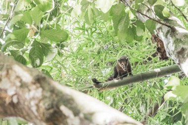 Koati koatileri ağaçlara ve dallara tırmanıyor ve Ilha Grande Büyük Adası 'nda Angra dos Reis Rio de Janeiro Brezilya' da meyve arıyor..