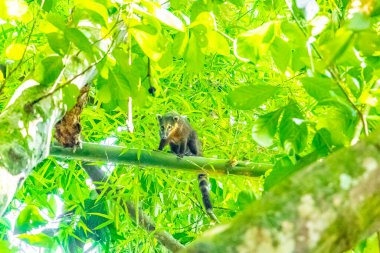 Koati koatileri ağaçlara ve dallara tırmanıyor ve Ilha Grande Büyük Adası 'nda Angra dos Reis Rio de Janeiro Brezilya' da meyve arıyor..