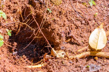 Yapraklı kırmızı kil toprak dokusu ve Rio de Janeiro Brezilya 'nın Büyük Adası Angra dos Reis Eyaleti' ndeki tropikal yağmur ormanlarında yuva mağarası girişi..