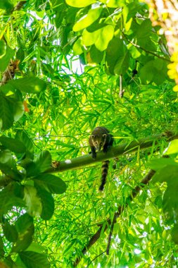 Koati koatileri ağaçlara ve dallara tırmanıyor ve Ilha Grande Büyük Adası 'nda Angra dos Reis Rio de Janeiro Brezilya' da meyve arıyor..