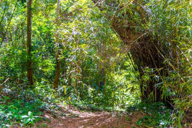Ilha Grande Büyük Adası 'ndaki tropikal orman yağmur ormanlarında yürüyüş yolu. Büyük ada Angra dos Reis Rio de Janeiro Brezilya..