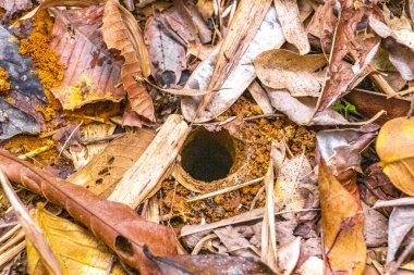 Yapraklı kırmızı kil toprak dokusu ve Rio de Janeiro Brezilya 'nın Büyük Adası Angra dos Reis Eyaleti' ndeki tropikal yağmur ormanlarında yuva mağarası girişi..