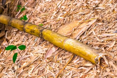 Ilha Grande Büyük Adası Angra dos Reis Eyaleti Rio de Janeiro Brezilya 'daki dağlarda tropikal orman yağmur ormanlarında yosunlu eski bambu dalları.