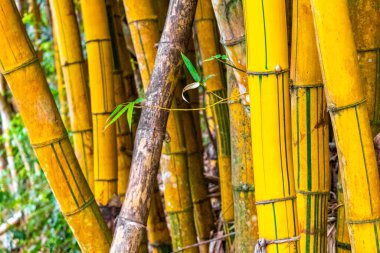 Tropikal orman yağmur ormanlarında yeşil sarı bambu ağaçları Ilha Grande Büyük Adası 'nda Angra dos Reis Rio de Janeiro Brezilya.