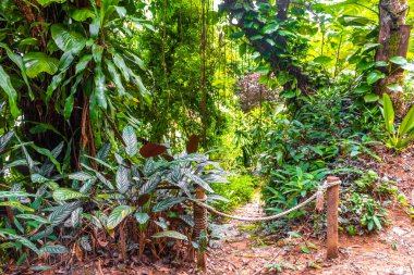 Ilha Grande Büyük Adası 'ndaki tropikal orman yağmur ormanlarında yürüyüş yolu. Büyük ada Angra dos Reis Rio de Janeiro Brezilya..