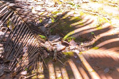 Palmiye yaprağıyla kırmızı kil toprağın dokusu Ilha Grande Büyük Adası 'ndaki tropikal orman yağmur ormanlarında gölge bırakır..