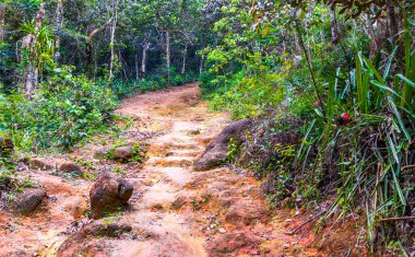 Merdivenlerde yürüyen patika yürüyüşü Ilha Grande Büyük Adası 'ndaki tropikal orman yağmur ormanlarında Angra dos Reis Rio de Janeiro Brezilya Eyaleti' nde.