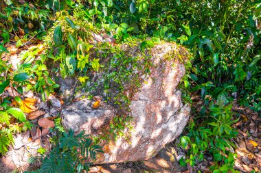 Tropikal orman yağmur ormanları Ilha Grande Büyük Adası 'ndaki büyük kaya parçalarıyla Rio de Janeiro Brezilya' nın Reis Eyaleti 'nde..