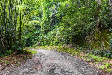 Ilha Grande Büyük Adası 'ndaki tropikal orman yağmur ormanlarında yürüyüş yolu. Büyük ada Angra dos Reis Rio de Janeiro Brezilya..