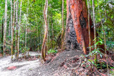 Brezilya 'nın Amazonas eyaletinin Manaus eyaletindeki dağlarda tropikal orman yağmur ormanlarında yürüyüş yolu..