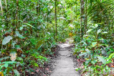 Walking path trail hiking in the tropical jungle nature rainforest in the mountains in Manaus State of Amazonas Brazil.