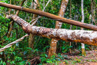 Rio de Janeiro Brezilya 'nın Büyük Adası Angra dos Reis Bölgesi' nde kökünden koparılmış ağaçlar ve fırtına üstüne heyelan ile tropikal orman yağmur ormanları..