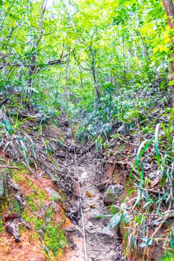 Ilha Grande Büyük Adası 'ndaki tropikal orman yağmur ormanlarında yürüyüş yolu. Büyük ada Angra dos Reis Rio de Janeiro Brezilya..