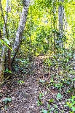 Ilha Grande Büyük Adası 'ndaki tropikal orman yağmur ormanlarında yürüyüş yolu. Büyük ada Angra dos Reis Rio de Janeiro Brezilya..