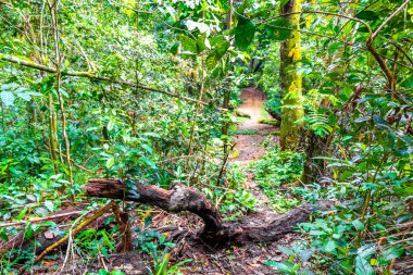 Tropical jungle rainforest nature with broken uprooted trees and landslide after storm on Ilha Grande Big Island Angra dos Reis State of Rio de Janeiro Brazil.