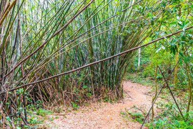 Tropikal bambu ağaçlarında yürüyüş yolu Ilha Grande Büyük Adası 'ndaki orman yağmur ormanlarında Angra dos Reis Rio de Janeiro Brezilya.