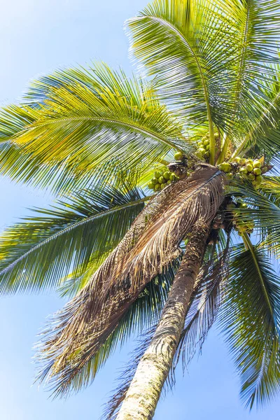 Tropikal Palmiye Ağaçları Mavi Bulutlu Gökyüzü Arkaplanı Ilha Büyük Adası Angra dos Reis Rio de Janeiro Brezilya.