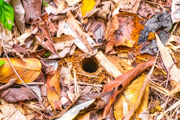 Yapraklı kırmızı kil toprak dokusu ve Rio de Janeiro Brezilya 'nın Büyük Adası Angra dos Reis Eyaleti' ndeki tropikal yağmur ormanlarında yuva mağarası girişi..