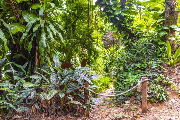 Ilha Grande Büyük Adası 'ndaki tropikal orman yağmur ormanlarında yürüyüş yolu. Büyük ada Angra dos Reis Rio de Janeiro Brezilya..