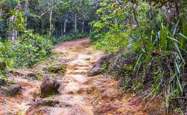 Merdivenlerde yürüyen patika yürüyüşü Ilha Grande Büyük Adası 'ndaki tropikal orman yağmur ormanlarında Angra dos Reis Rio de Janeiro Brezilya Eyaleti' nde.