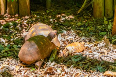 Chaco kaplumbağa Arjantin kaplumbağası Patagonya güney ağaç kaplumbağaları Foz do Iguacu Eyaleti Parana Brezilya 'da tropikal doğa ormanlarında.