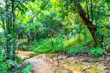 Ilha Grande Büyük Adası 'ndaki tropikal orman yağmur ormanlarında yürüyüş yolu. Büyük ada Angra dos Reis Rio de Janeiro Brezilya..