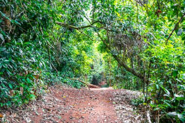 Ilha Grande Büyük Adası 'ndaki tropikal orman yağmur ormanlarında yürüyüş yolu. Büyük ada Angra dos Reis Rio de Janeiro Brezilya..