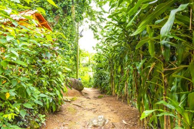 Ilha Grande Büyük Adası 'ndaki tropikal orman yağmur ormanlarında yürüyüş yolu. Büyük ada Angra dos Reis Rio de Janeiro Brezilya..