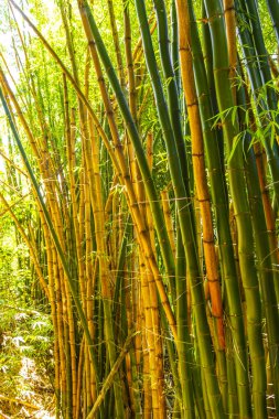 Tropikal bambu ağaçlarında yürüyüş yolu Ilha Grande Büyük Adası 'ndaki orman yağmur ormanlarında Angra dos Reis Rio de Janeiro Brezilya.