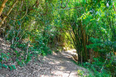 Ilha Grande Büyük Adası 'ndaki tropikal orman yağmur ormanlarında yürüyüş yolu. Büyük ada Angra dos Reis Rio de Janeiro Brezilya..