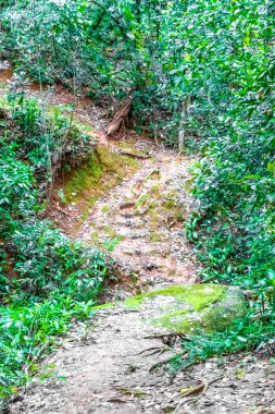 Ilha Grande Büyük Adası 'ndaki tropikal orman yağmur ormanlarında yürüyüş yolu. Büyük ada Angra dos Reis Rio de Janeiro Brezilya..