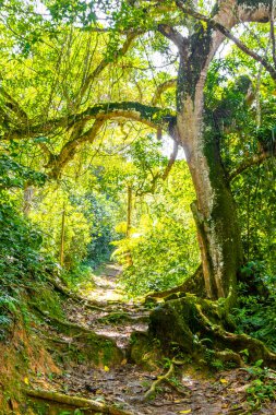 Ilha Grande Büyük Adası 'ndaki tropikal orman yağmur ormanlarında yürüyüş yolu. Büyük ada Angra dos Reis Rio de Janeiro Brezilya..