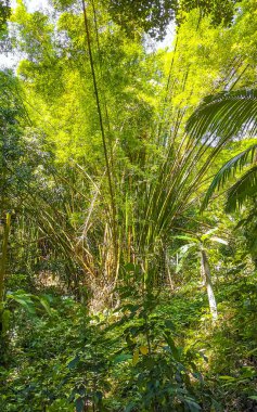 Walking path trail hiking in the tropical bamboo tree trees jungle nature rainforest in the mountains on Ilha Grande Big Island Angra dos Reis State of Rio de Janeiro Brazil.