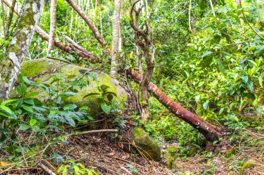 Rio de Janeiro Brezilya 'nın Büyük Adası Angra dos Reis Bölgesi' nde kökünden koparılmış ağaçlar ve fırtına üstüne heyelan ile tropikal orman yağmur ormanları..