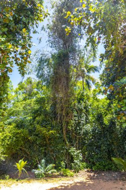 Ilha Grande Büyük Adası 'ndaki tropikal orman yağmur ormanlarında yürüyüş yolu. Büyük ada Angra dos Reis Rio de Janeiro Brezilya..