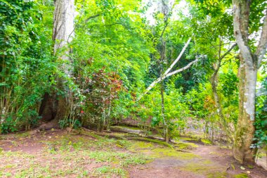 Ilha Grande Büyük Adası 'ndaki tropikal orman yağmur ormanlarında yürüyüş yolu. Büyük ada Angra dos Reis Rio de Janeiro Brezilya..