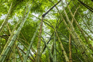 Tropikal bambu ağaçlarında yürüyüş yolu Ilha Grande Büyük Adası 'ndaki orman yağmur ormanlarında Angra dos Reis Rio de Janeiro Brezilya.