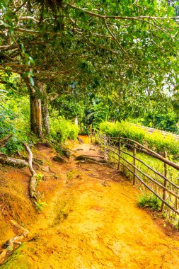 Ilha Grande Büyük Adası 'ndaki tropikal orman yağmur ormanlarında yürüyüş yolu. Büyük ada Angra dos Reis Rio de Janeiro Brezilya..